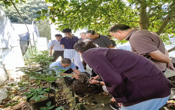 小魔芋释放大“魔力”