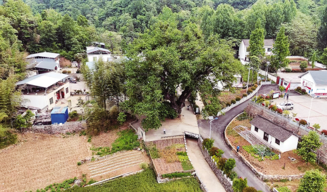 古树名木受保护 尧夫古柳焕生机