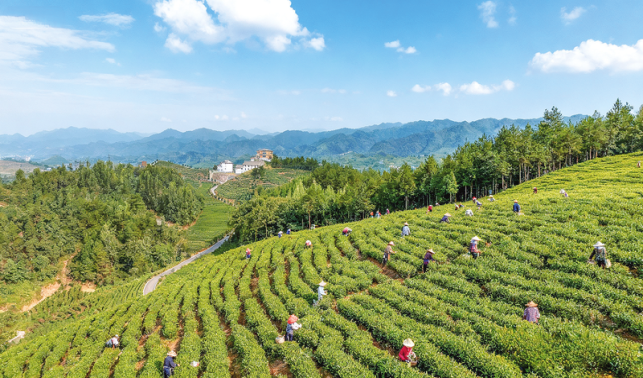 “商南茶农”：劳务品牌里的就业“金钥匙”