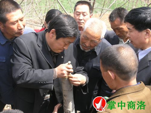 农业专家陈新乐（左二）在丹凤县棣花镇两岭村指导核桃高接换优嫁接技术