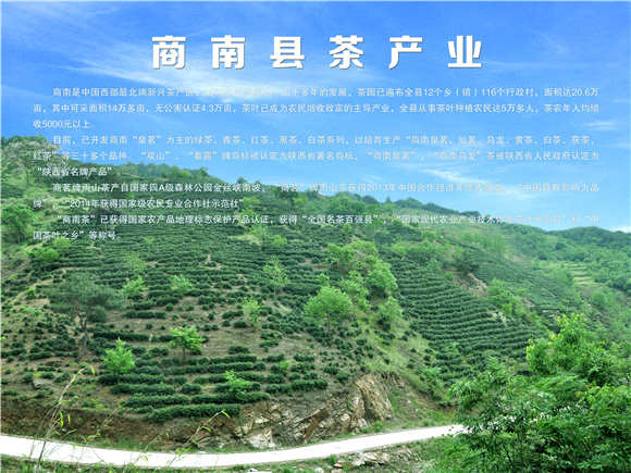创建茶叶专业示范社 服务助推茶叶产业化