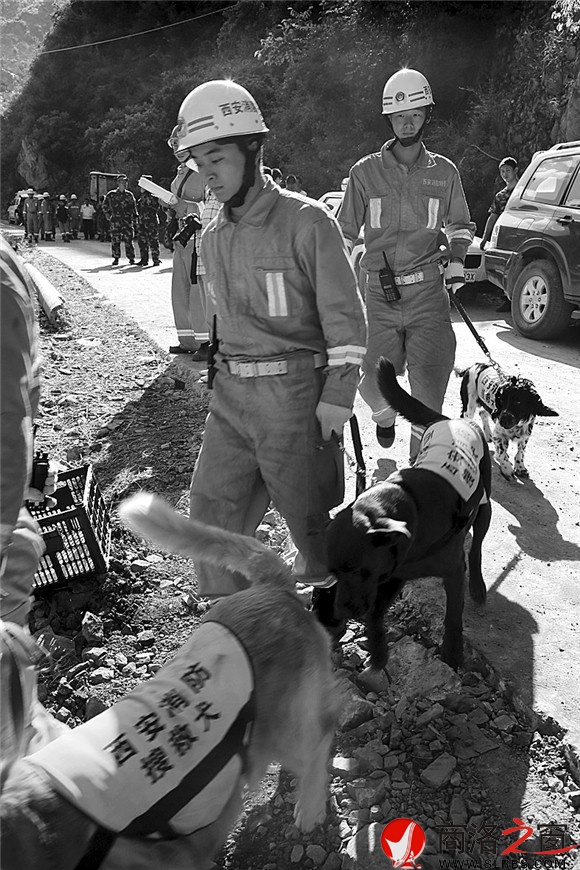 利用搜救犬搜寻失踪人员