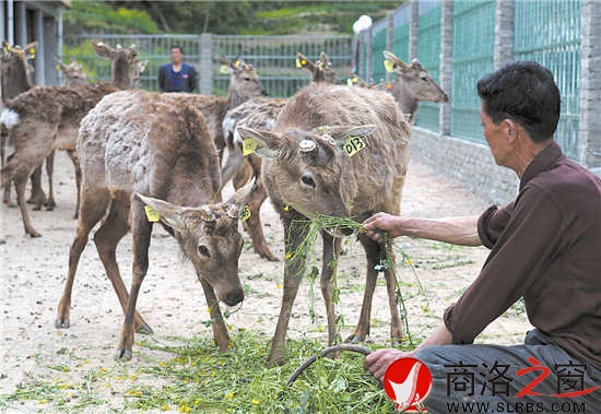 梅花鹿养殖