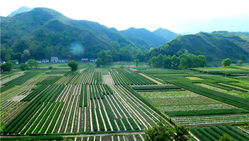 特色产业——保安镇洋芋基地