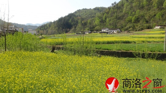 陕鄂边区的油菜花海