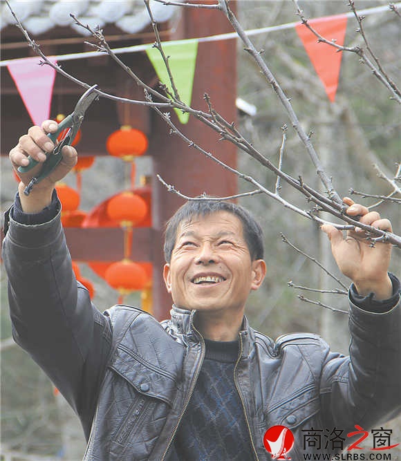农家乐经营者周江宝正在修剪院中的樱桃树，计划着将来让来此吃饭的游客在自家院内采摘。