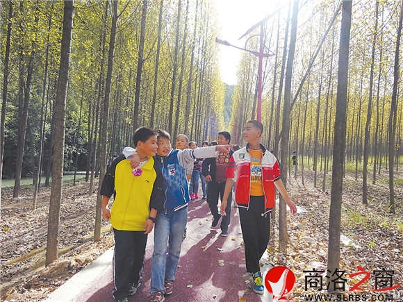 风景如画的杨树林