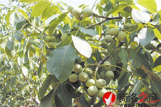 核桃是我市最具优势的林业特色产业，面积、产量位居全国前列，稳居陕西第一。