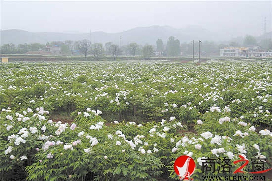 绿色产业是我市群众增收的重要渠道。图为集中连片的油（药）用牡丹基地。