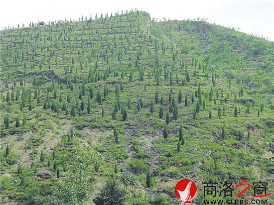 核桃高接换优等新技术得到大面积推广和普及，为产业提质增效奠定了基础。