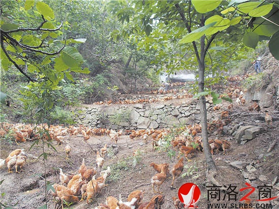 近年来，我市大力发展林下经济，充分挖掘林地潜力，带动了农民增收。