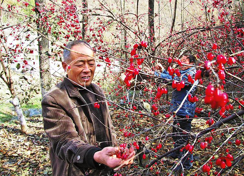 丹凤 依托生态资源引领群众早脱贫