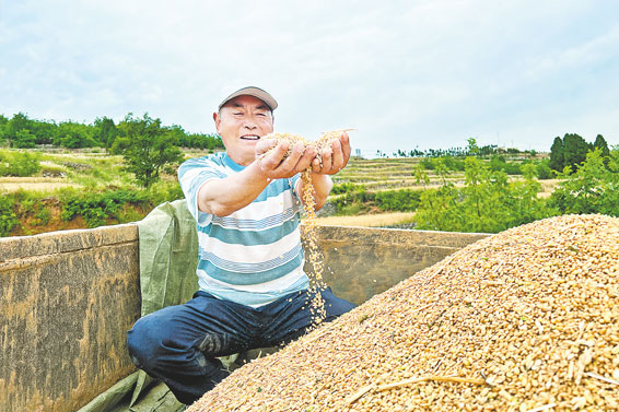 风吹麦浪 颗粒归仓