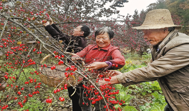 寺坪山茱萸喜获丰收