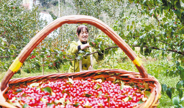 山茱萸铺就产业振兴路