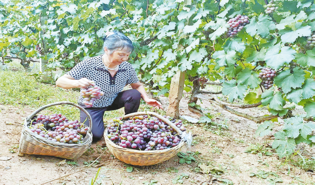 小葡萄串起群众增收“甜蜜链”