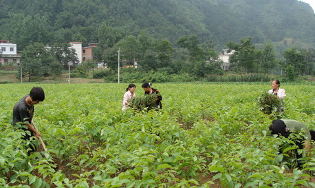 山阳已育出48万株核桃苗