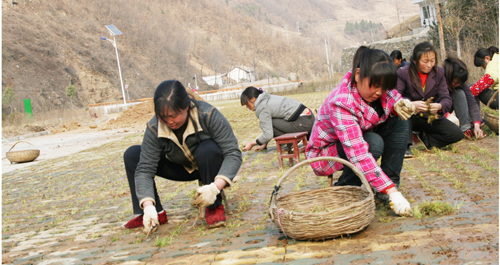 天竺山加快绿化进度迎接开园