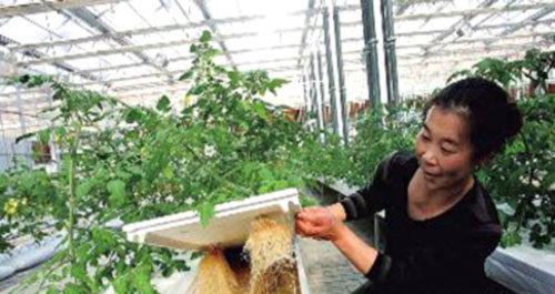 商州区试点高科技农业 种菜不用土用营养液油菜喝牛奶