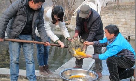 柞水：秦岭深处的冷水鱼养殖