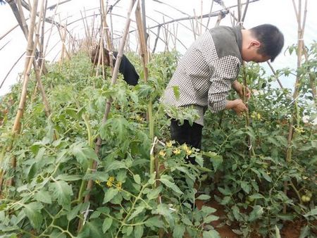 柞水柴庄镇蔬菜发展成为重要增收来源