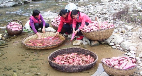 洛南三条岭村的致富带头人