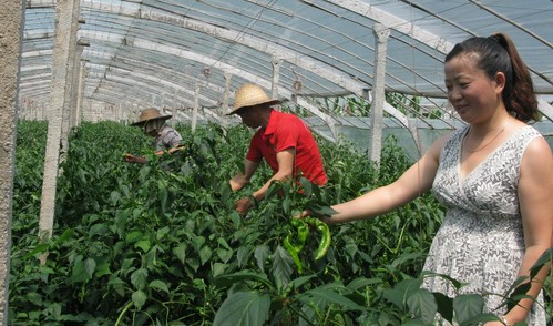 柞水致富路上 巾帼不让须眉