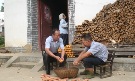 商南:青春在田野里闪光