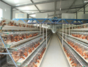 田启锋的现代化养鸡场