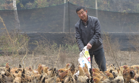山阳小河镇东坪村村民鸡场土鸡蛋不愁销路