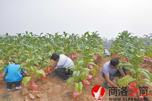 镇上干部在花园村指导、协助烟农运用科学方法抗旱保烟