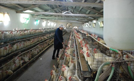 商南：养鸡能手刘玉洁