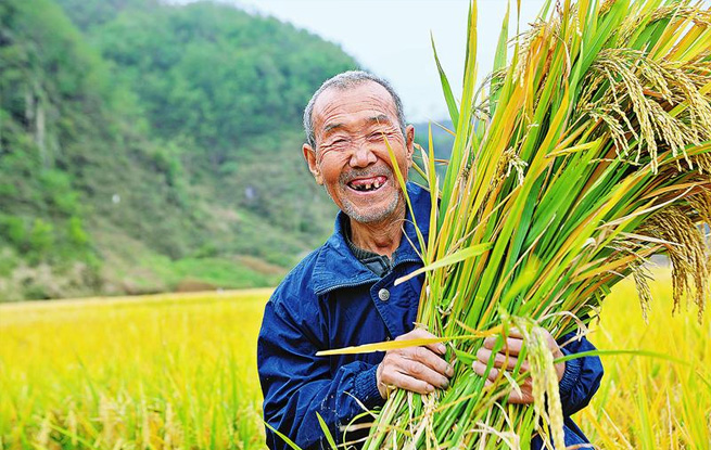 洛南60亩水稻试验田喜获丰收