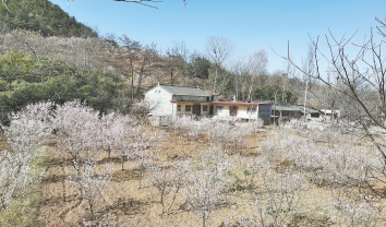 樱桃沟里赏樱花