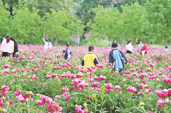 永丰镇张坡村近百亩芍药迎来盛花期