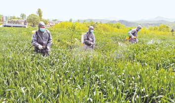 四皓街办 抓好小麦“一喷三防”