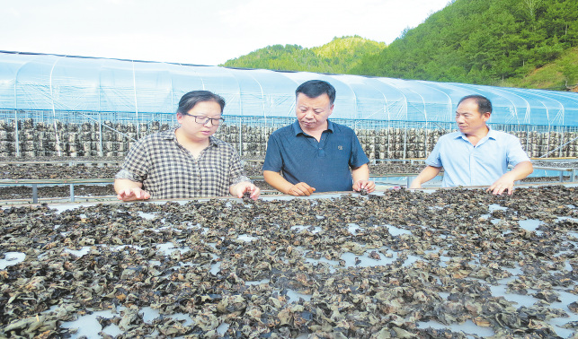 头雁领飞带民富