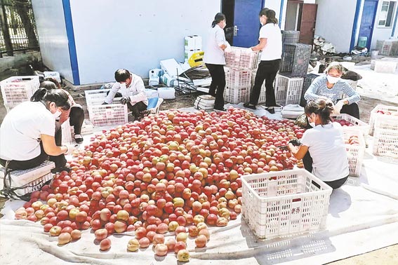 北司村西红柿喜获丰收