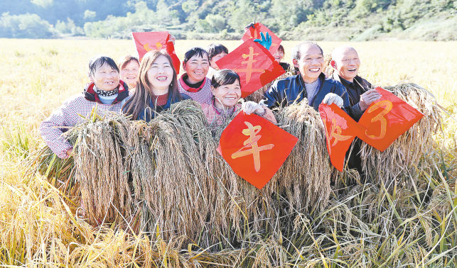 洛南县水稻种植示范园喜获丰收