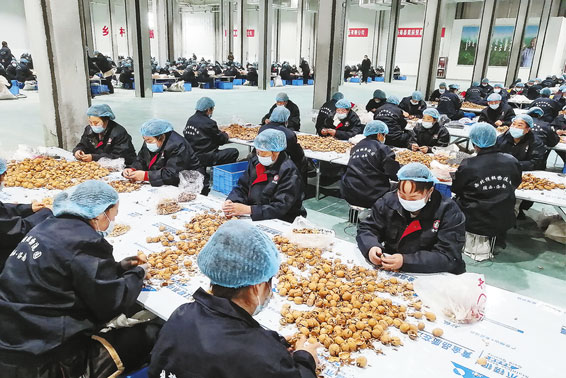 发展主导产业 增加群众收入