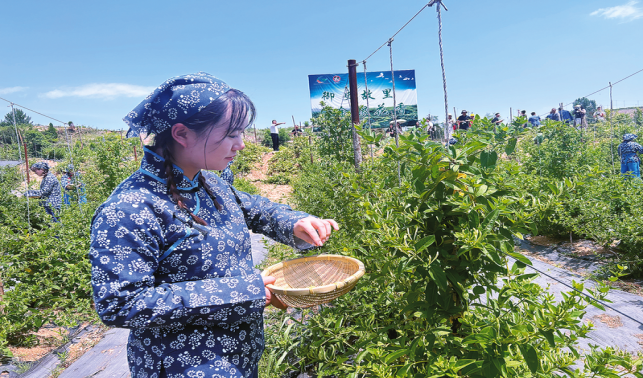 金银花开引客来