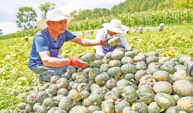 伍仙村贝贝南瓜喜获丰收