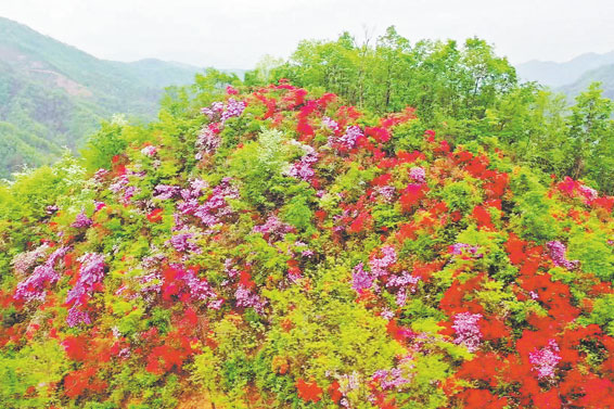 杜鹃花开映山红