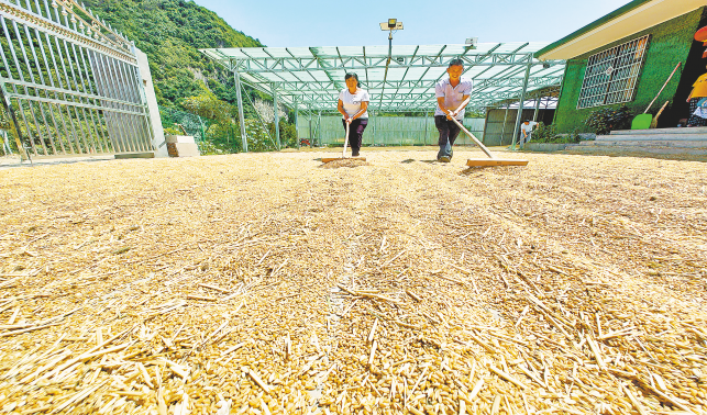 土里能刨金 种粮也致富