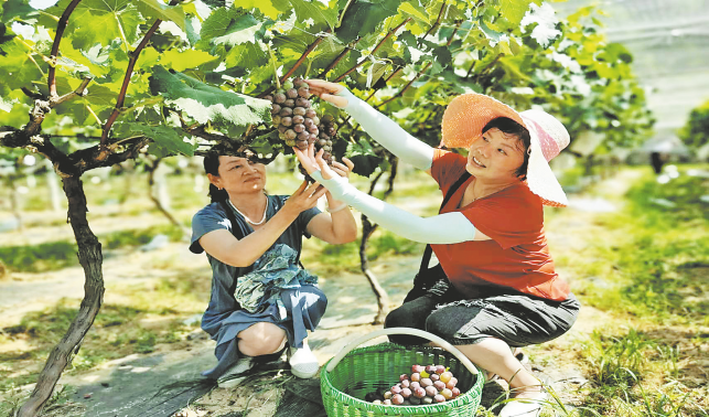 葡萄丰收香满园