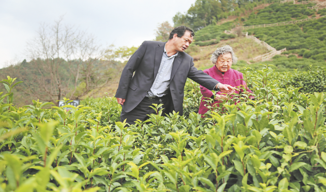 青青茶山情满山