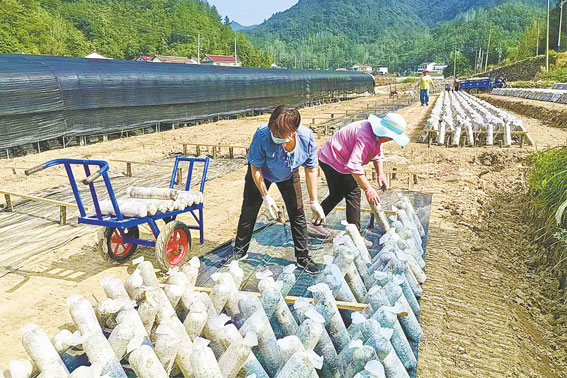 十里坪镇黑木耳种植带民增收