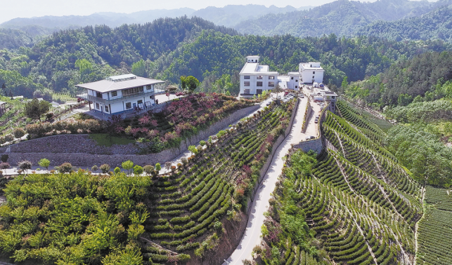 乡村蝶变满目新 振兴图景入画来
