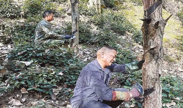龙窝村千余亩漆树变“摇钱树”
