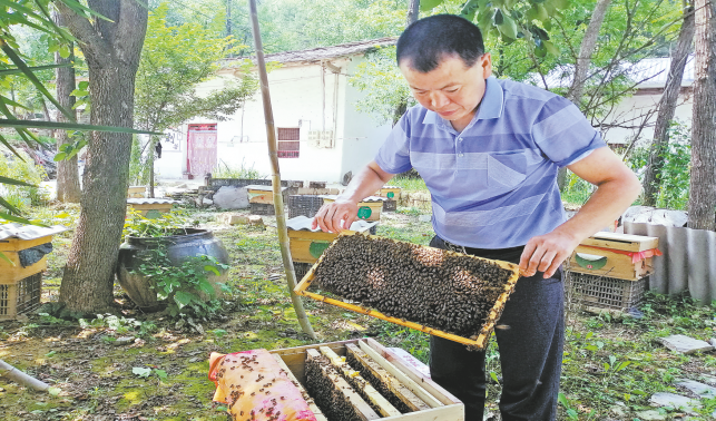 蜜蜂代理养殖 家家户户增收